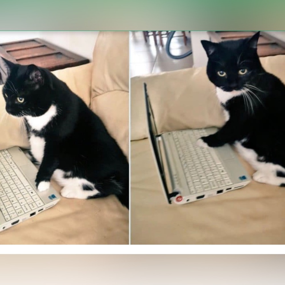 Meet your Posher, Lisa